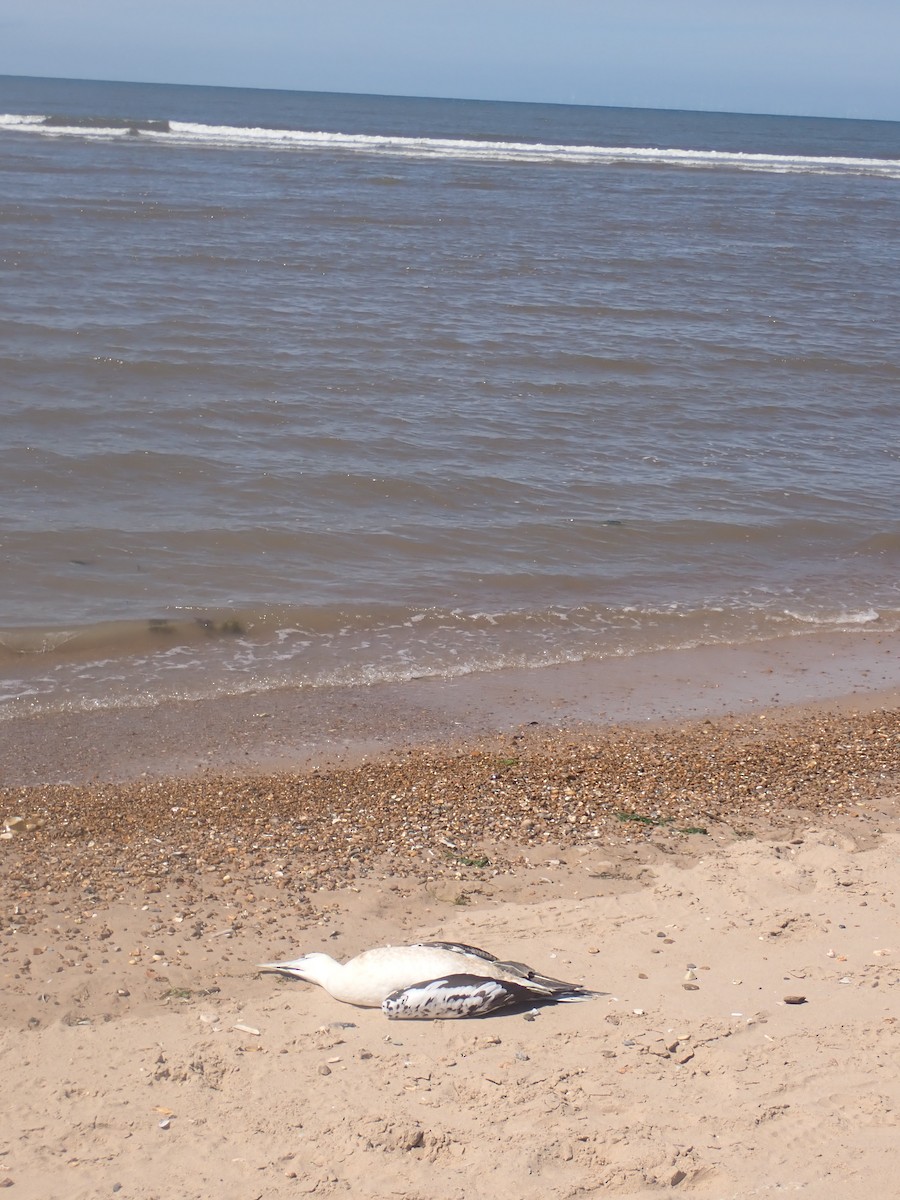 Northern Gannet - ML466034061