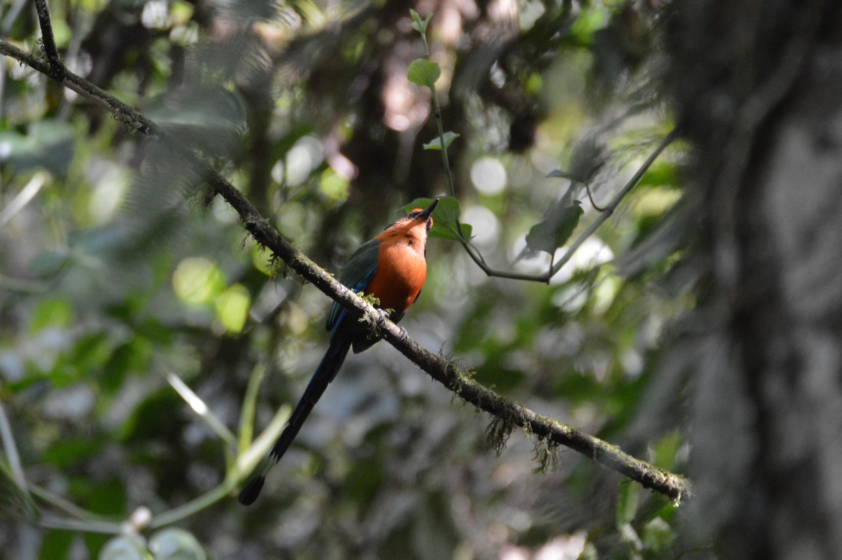 Rufous Motmot - ML466034971