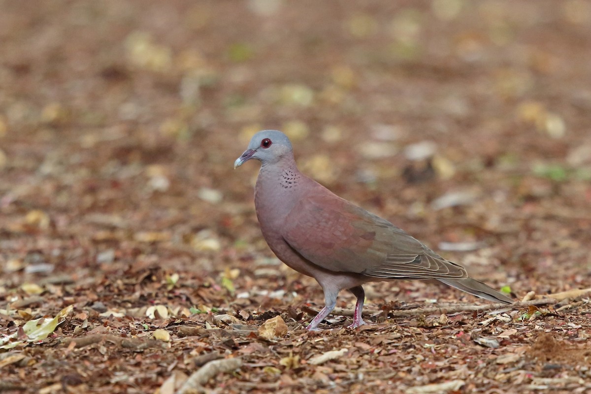 Malagasy Turtle-Dove - Nigel Voaden