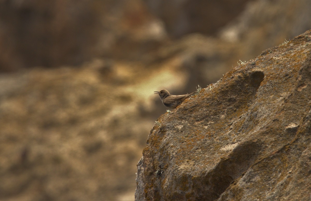 Rock Wren - ML466036041
