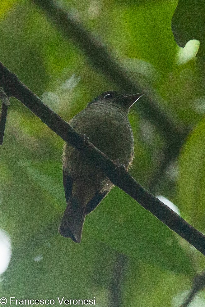 Matinan Flycatcher - ML466036101