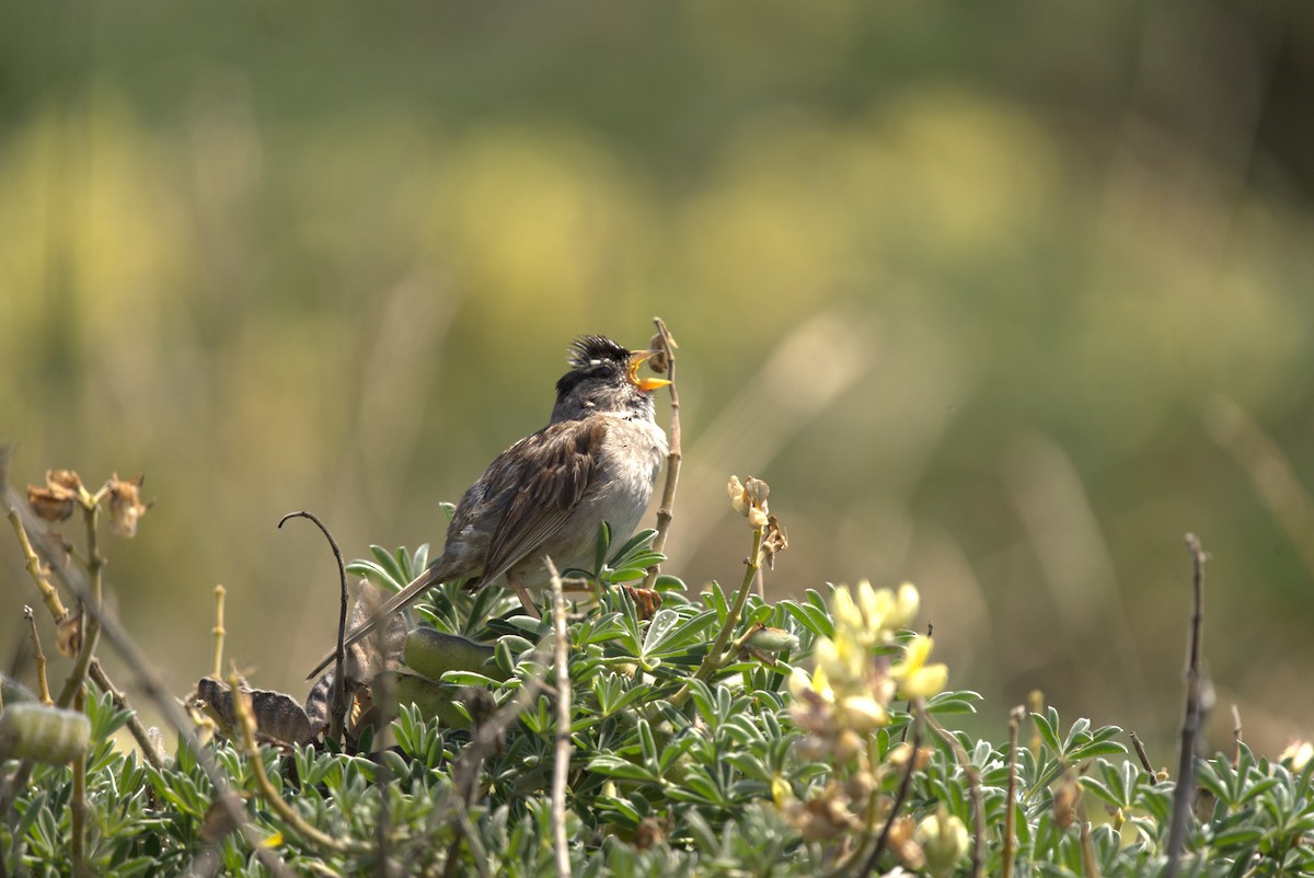 White-crowned Sparrow - ML466036121