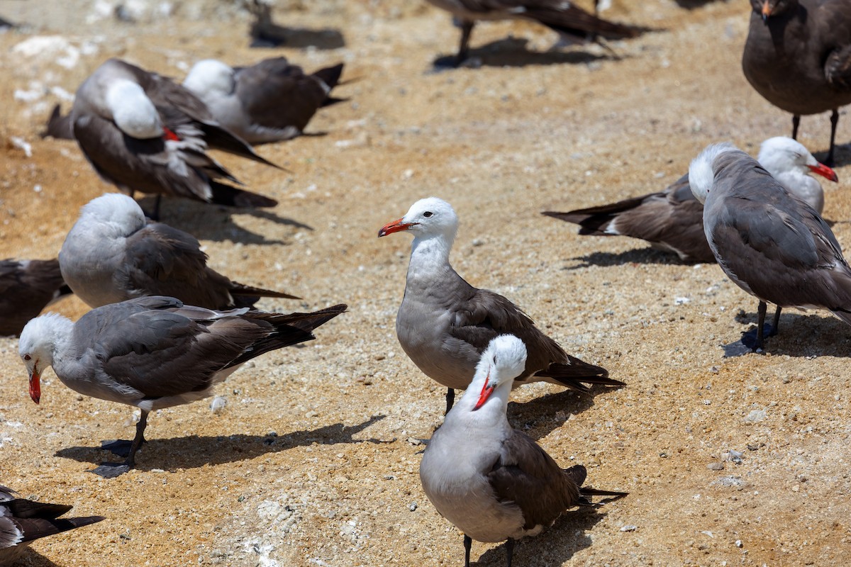 Heermann's Gull - ML466036431