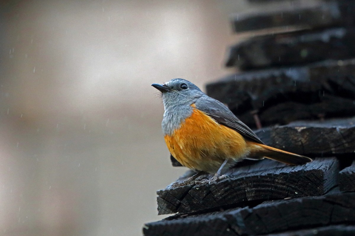 Forest Rock-Thrush (Benson's) - Nigel Voaden