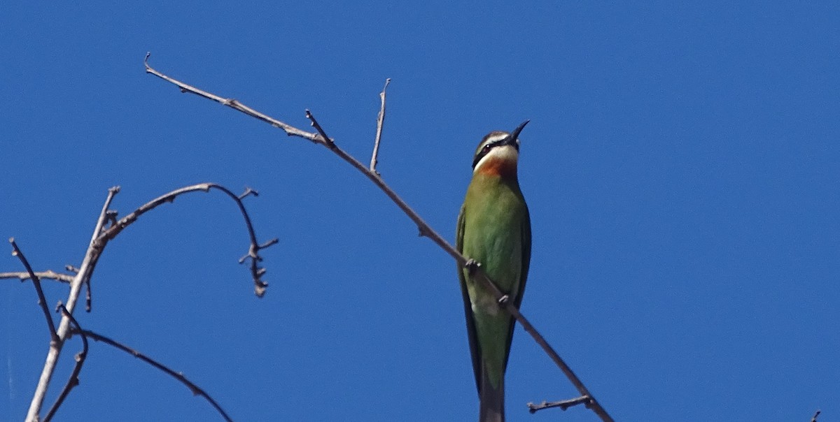 Olive Bee-eater - ML466036971