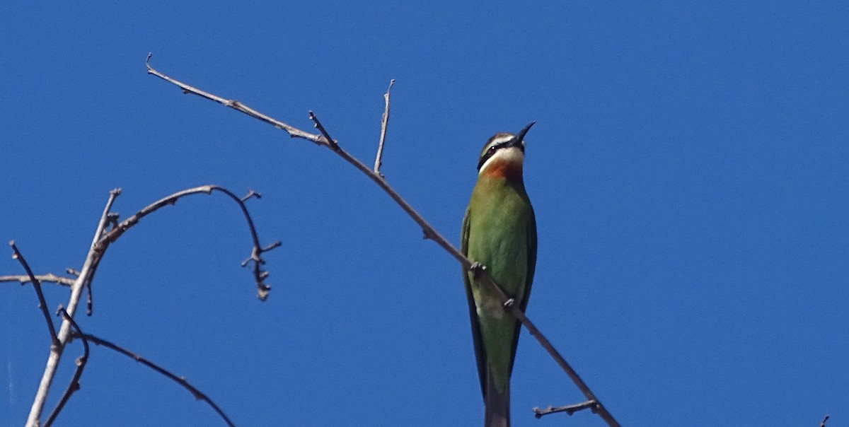 Abejaruco Malgache - ML466036971