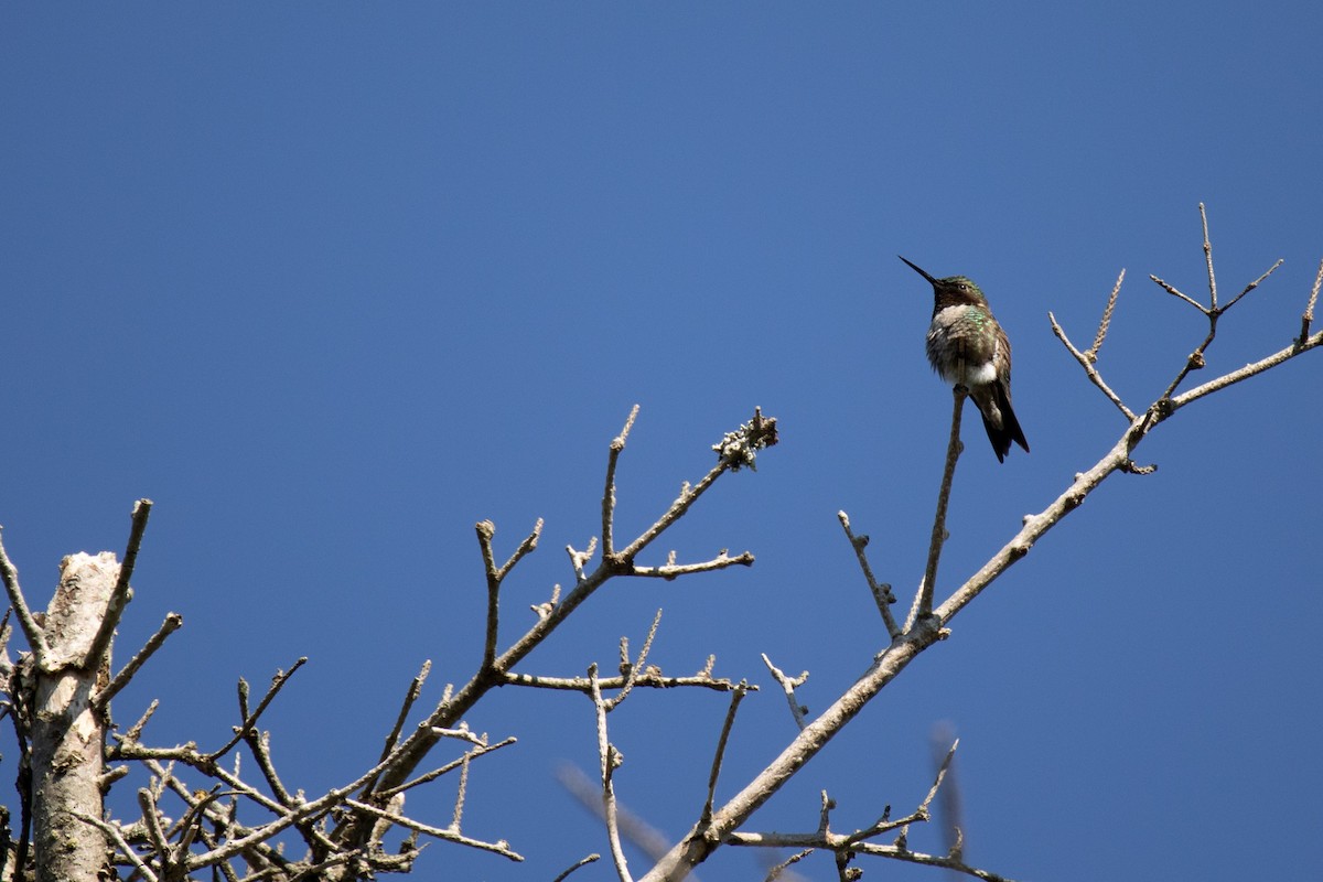 Ruby-throated Hummingbird - ML466037591