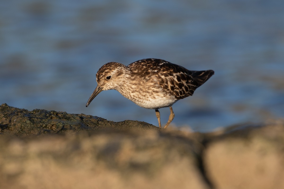 pygmésnipe - ML466038031