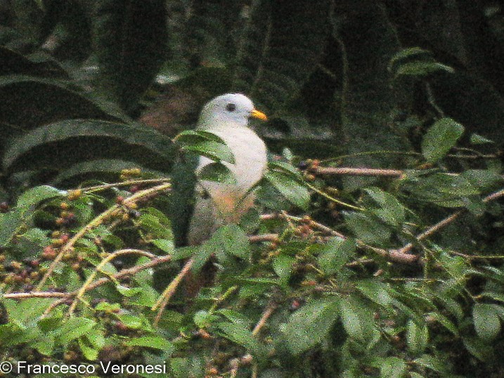 Maroon-chinned Fruit-Dove - ML466038181