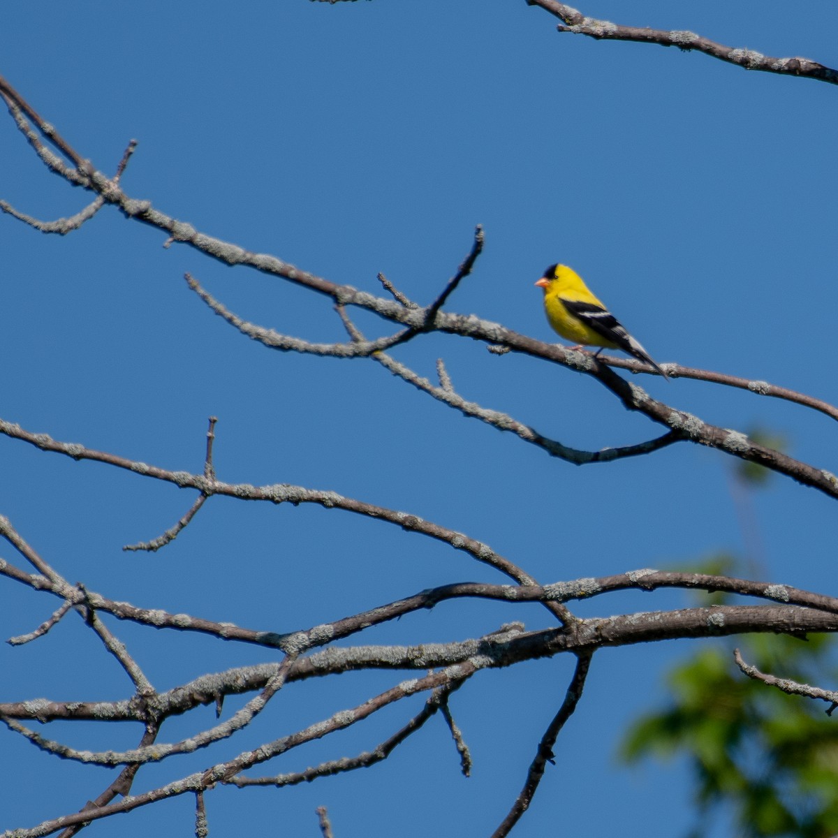 American Goldfinch - ML466038591