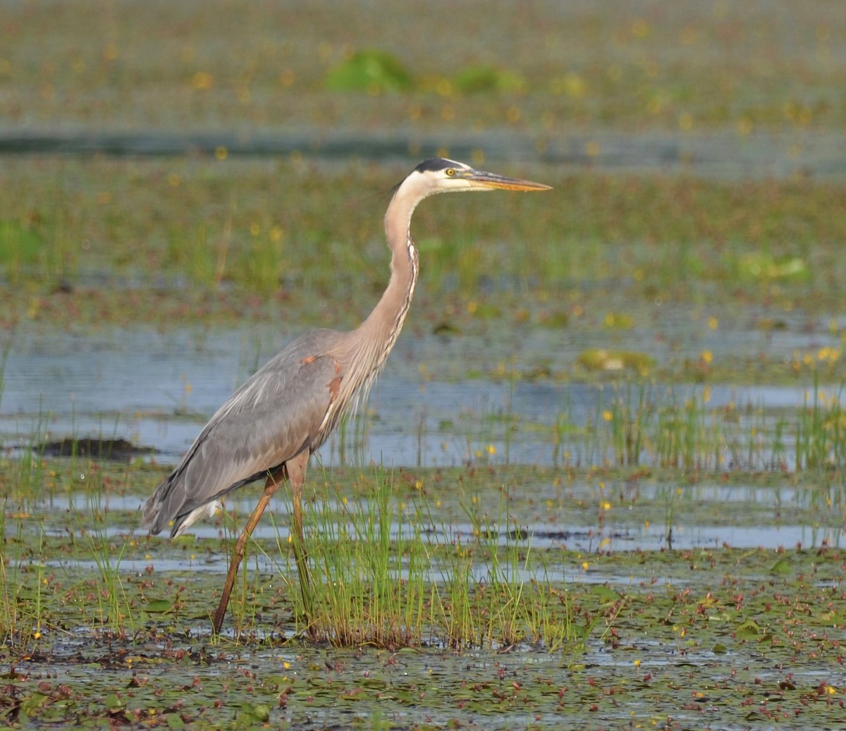 Great Blue Heron - Chad Kowalski