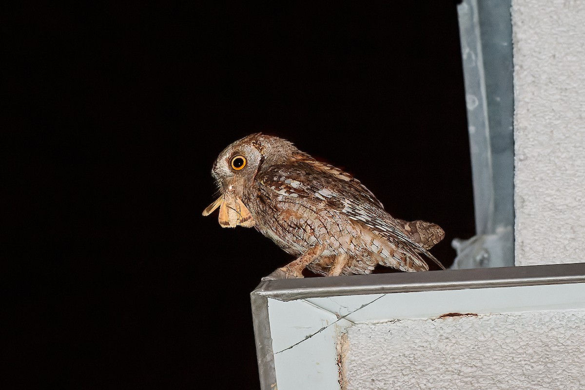 Eurasian Scops-Owl - ML466039611