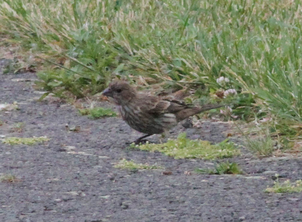 House Finch - ML466039831