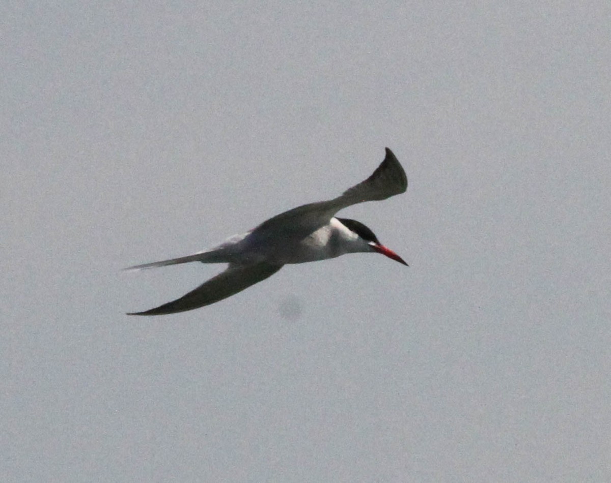 Common Tern - ML466041051