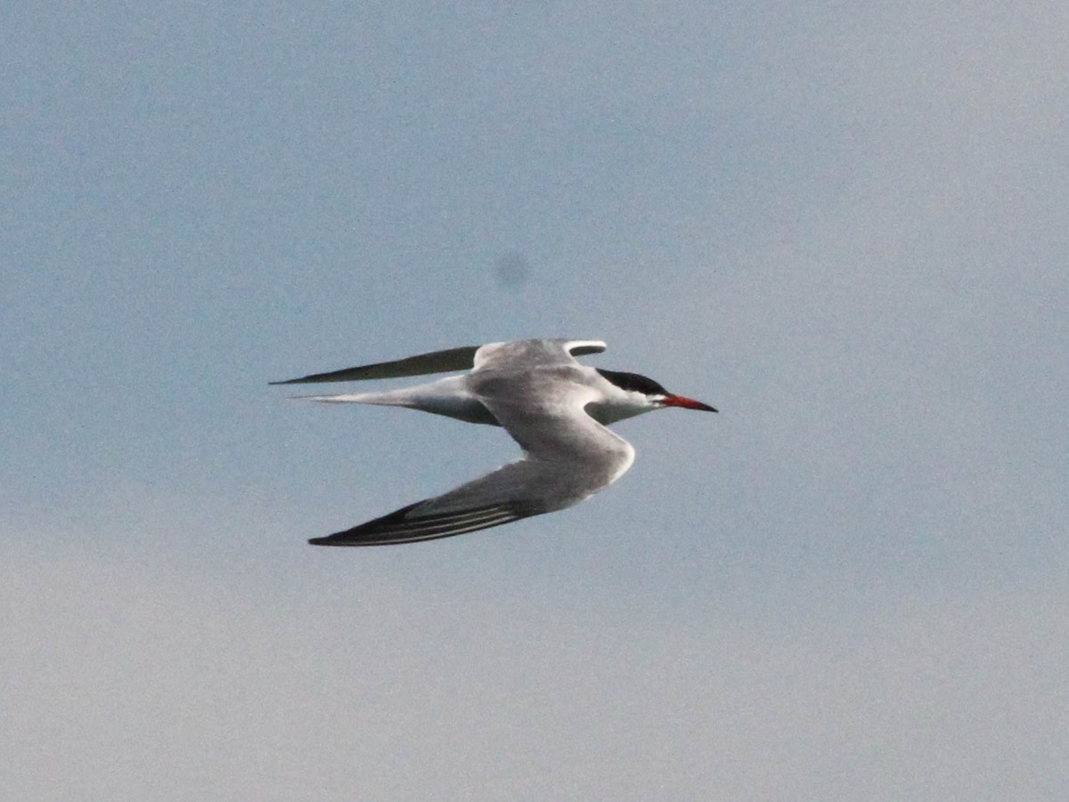 Common Tern - ML466041061