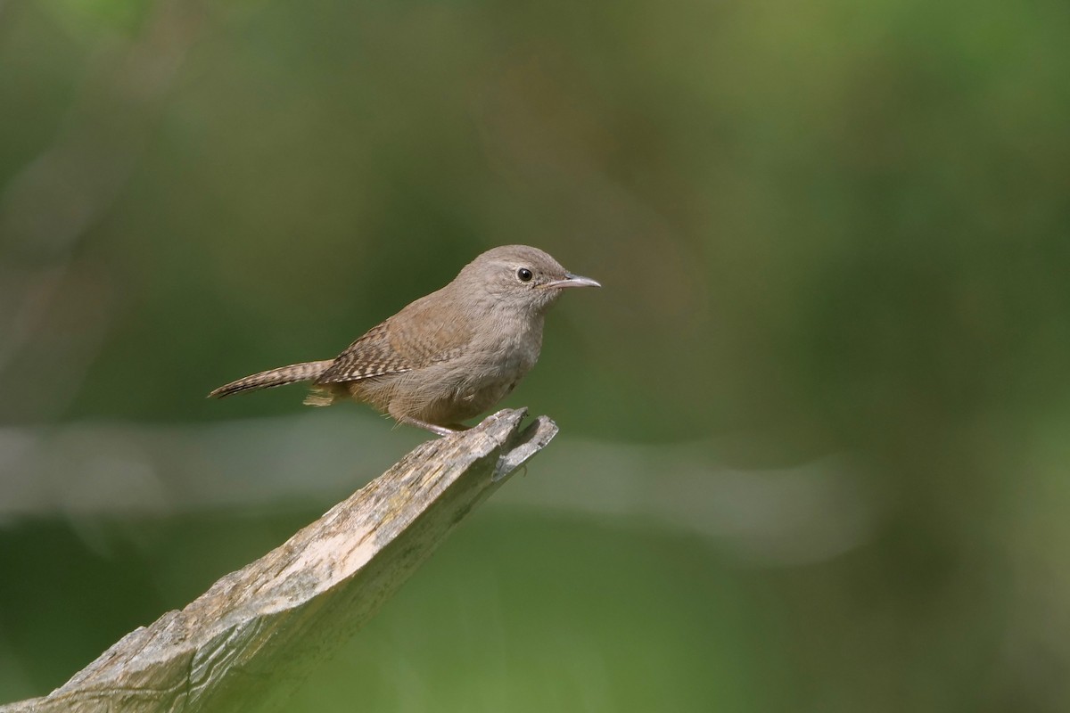 House Wren - ML466041251