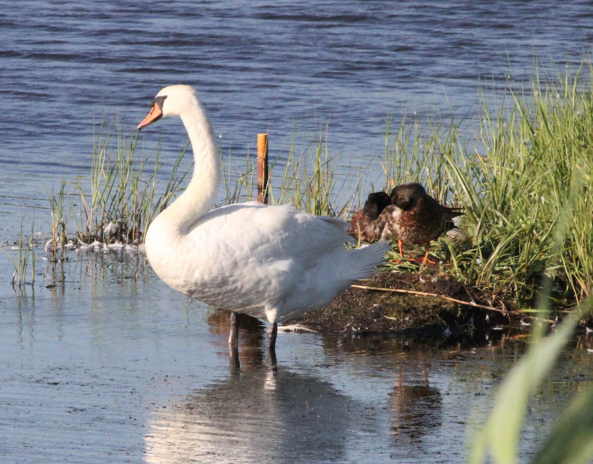 Mute Swan - ML466041291