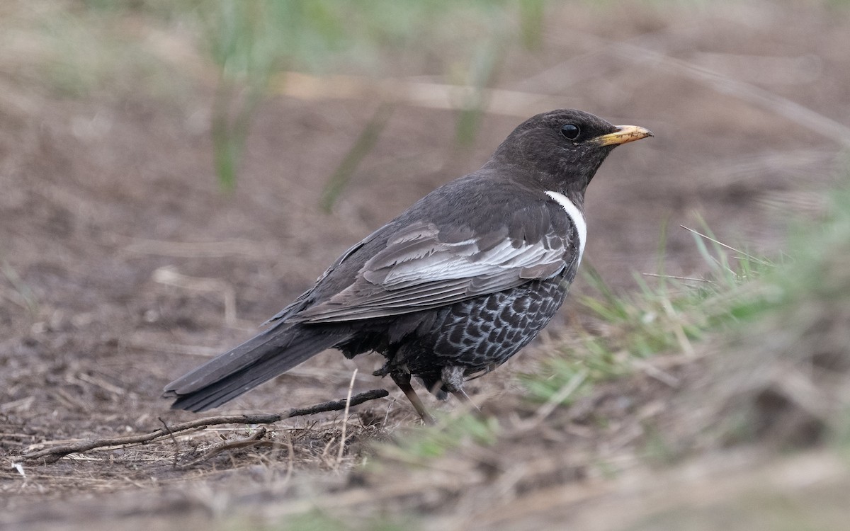 Ring Ouzel (Alpine) - ML466041301