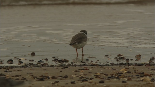 Piping Plover - ML466042