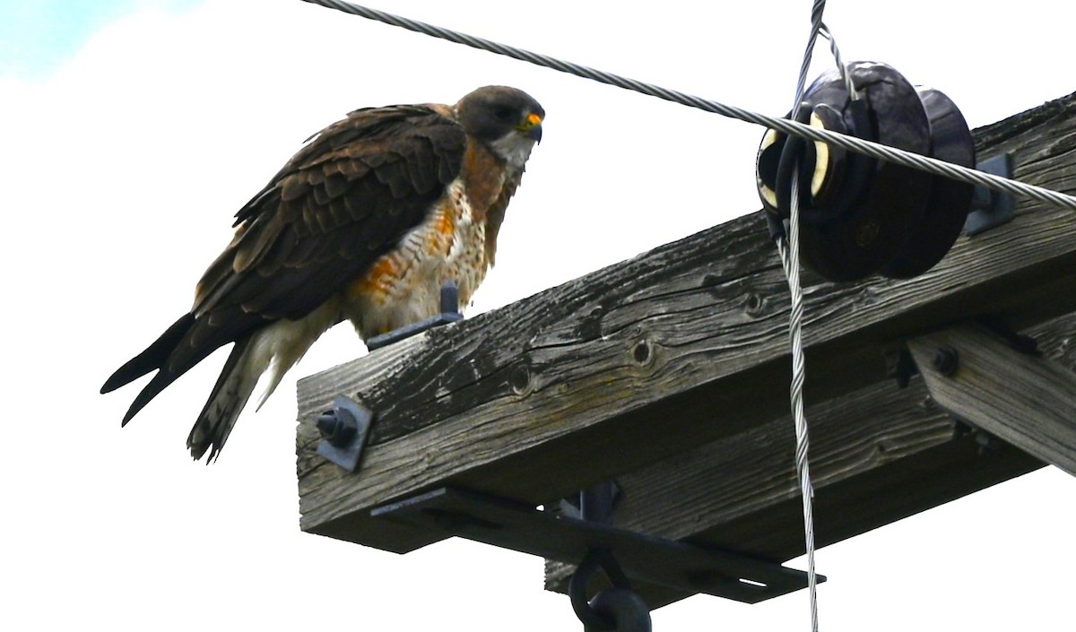 Swainson's Hawk - ML466042731