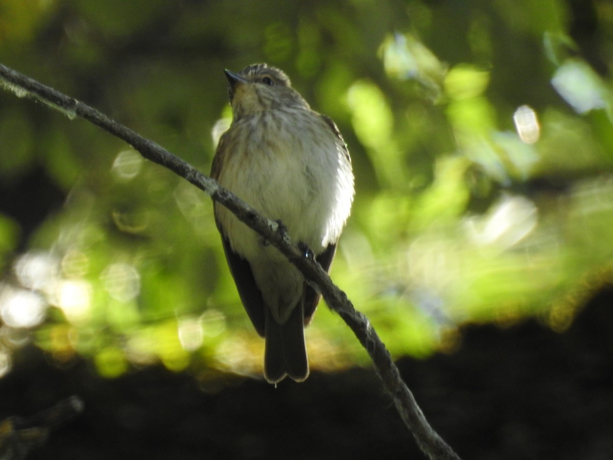 Spotted Flycatcher - ML466044471