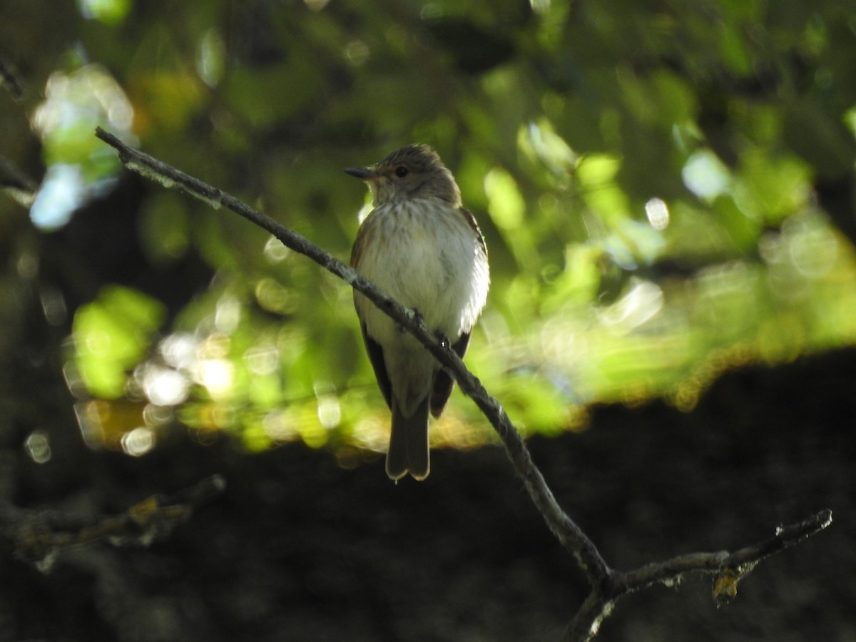 Spotted Flycatcher - ML466044481