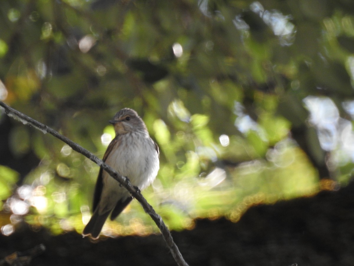 Spotted Flycatcher - ML466044491