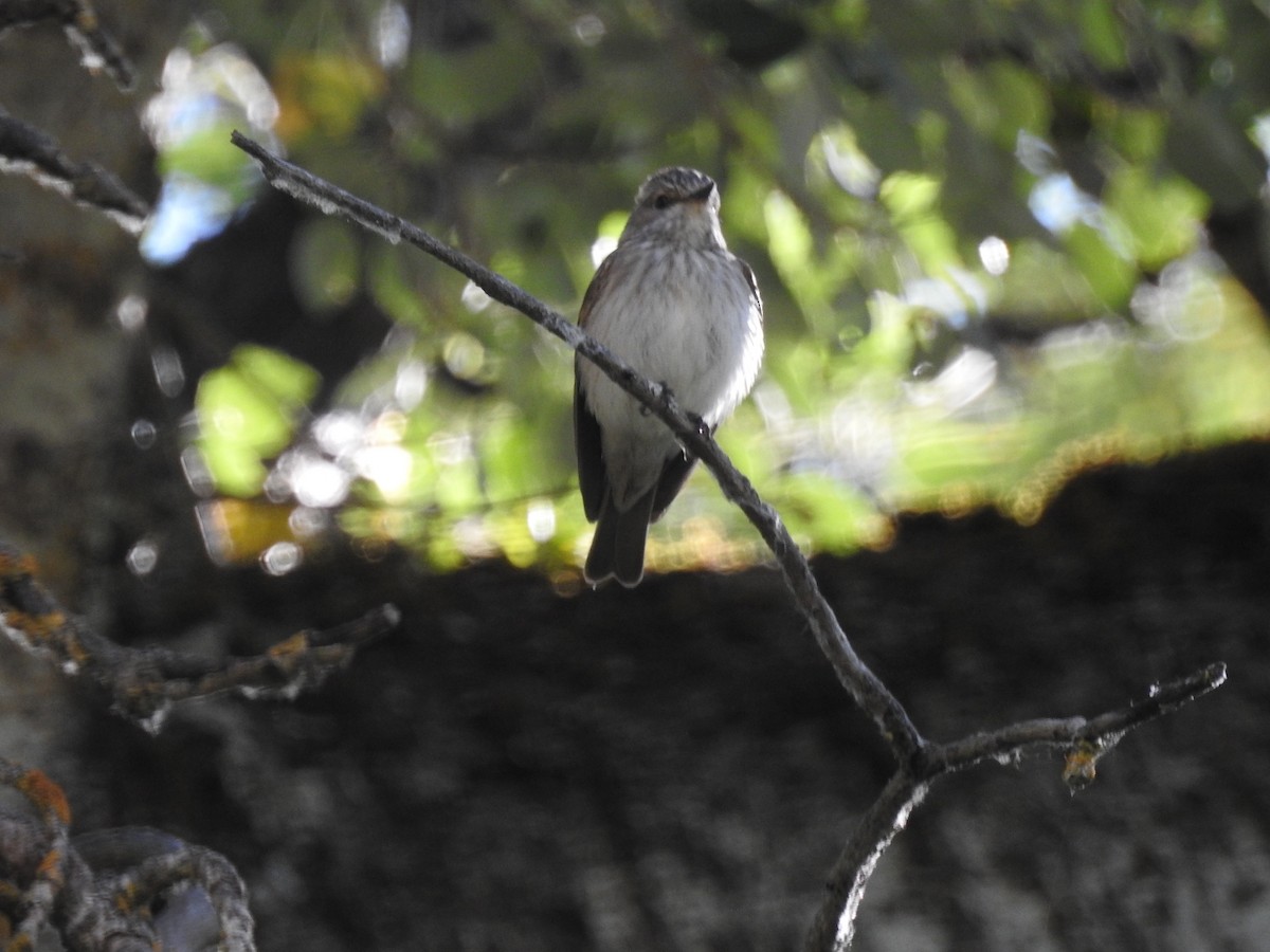 Spotted Flycatcher - ML466044511