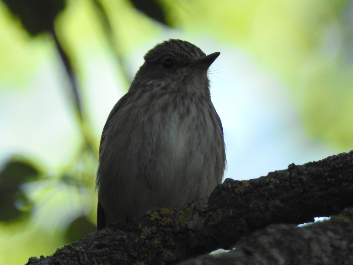 Spotted Flycatcher - ML466044531