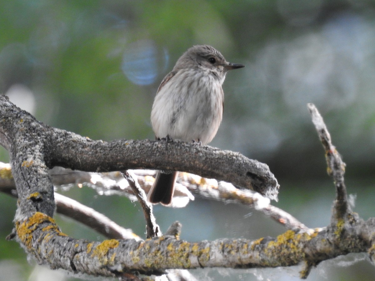 Spotted Flycatcher - ML466044541