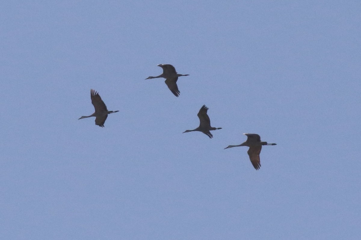 Sandhill Crane - ML46604471