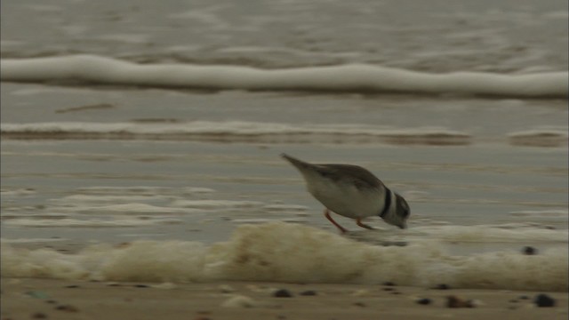 Piping Plover - ML466045