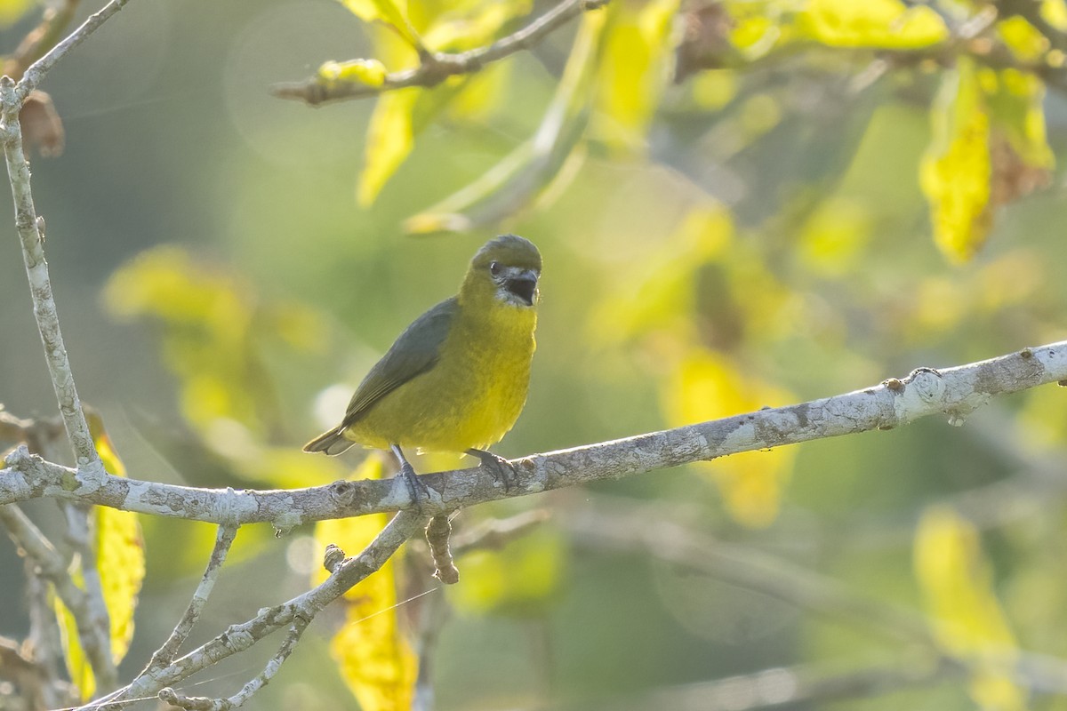 Golden-bellied Euphonia - ML466045751