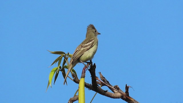 Yellow-bellied Elaenia - ML466046761