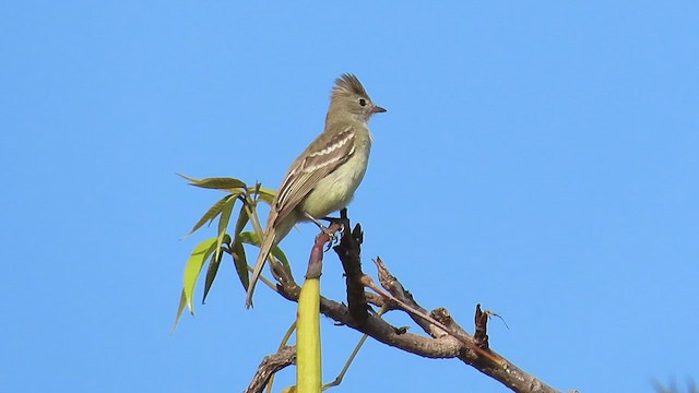 Yellow-bellied Elaenia - ML466046921