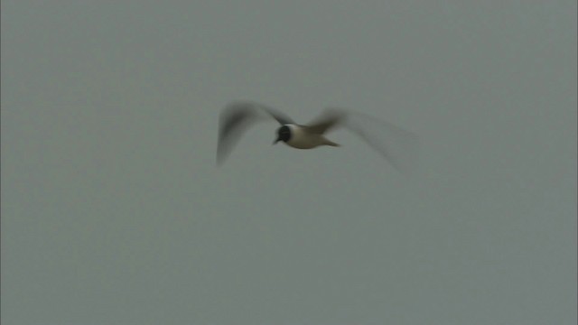 Laughing Gull - ML466047