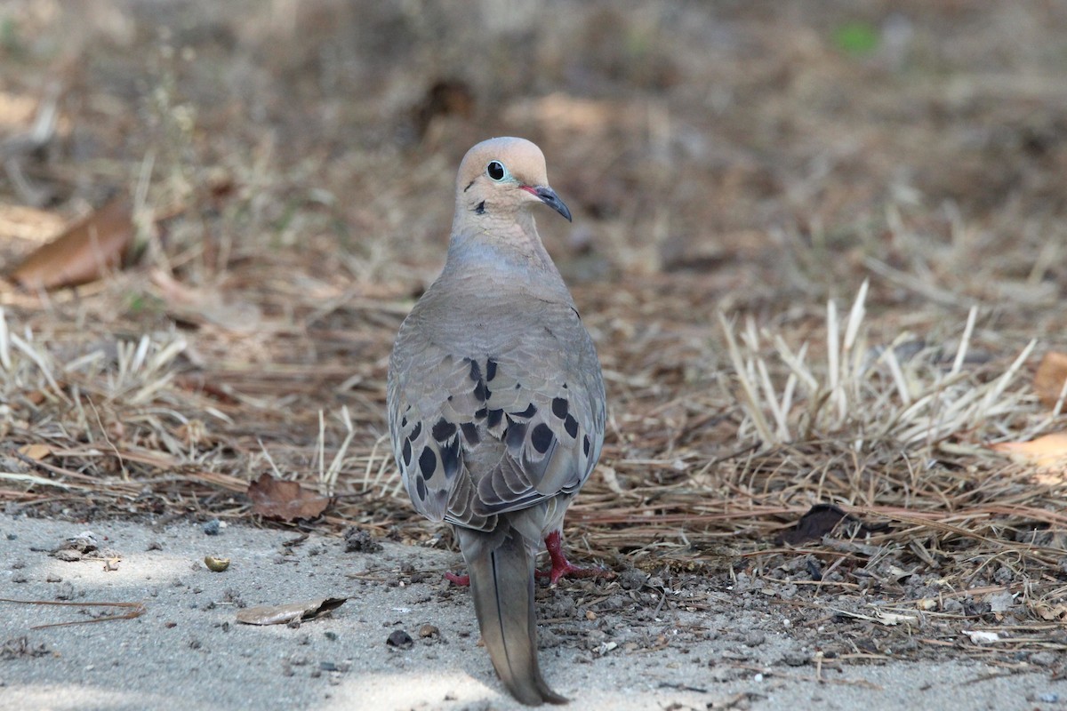 Mourning Dove - ML466048371