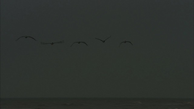 Brown Pelican - ML466049