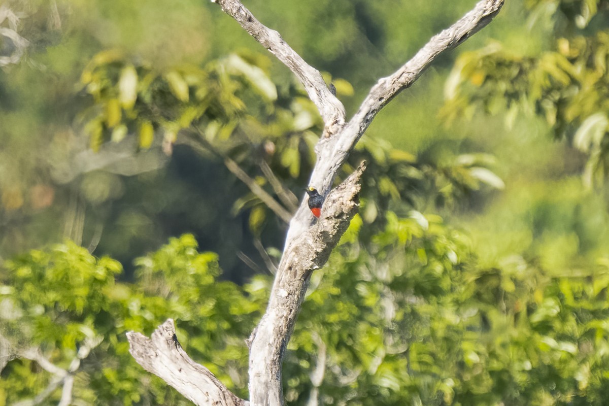 Yellow-tufted Woodpecker - ML466049341