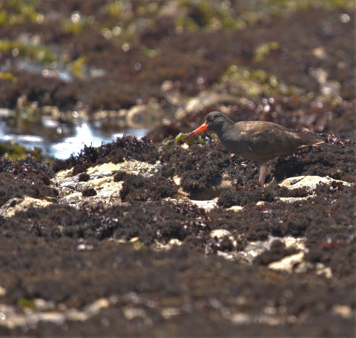 Black Oystercatcher - ML466049681