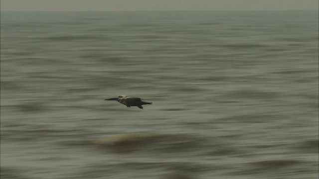 pelikán hnědý - ML466051