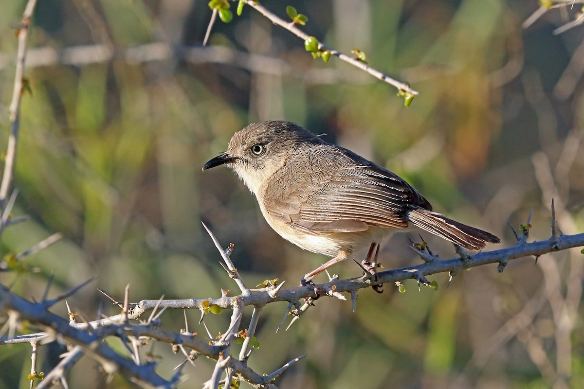Common Newtonia - Nigel Voaden