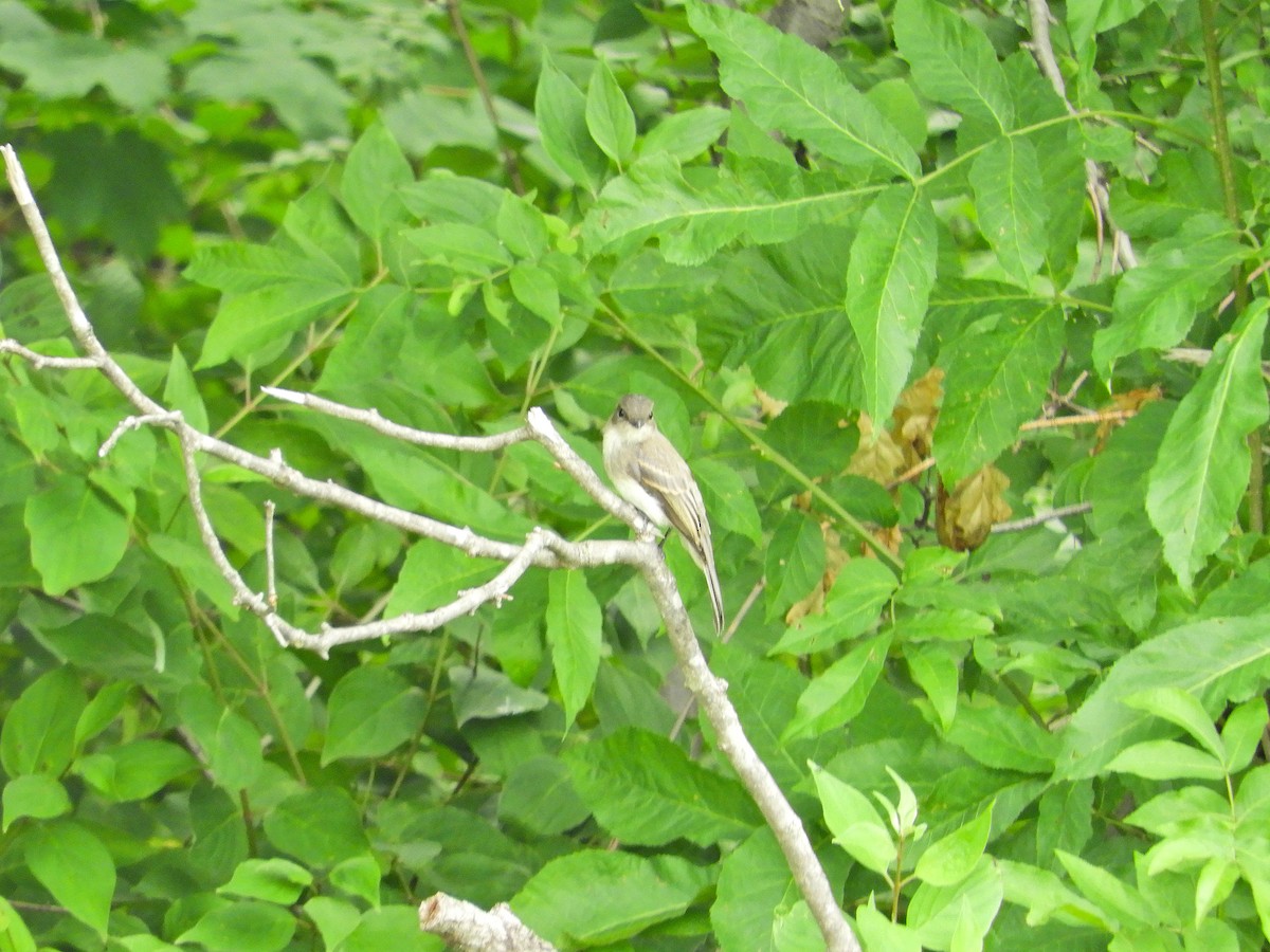 Eastern Phoebe - ML466051921