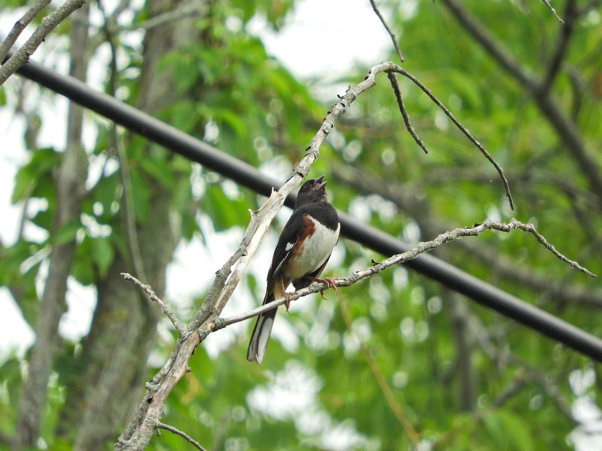 Eastern Towhee - ML466052041