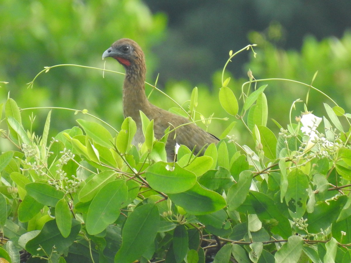 Chestnut-winged Chachalaca - Leandro Niebles Puello