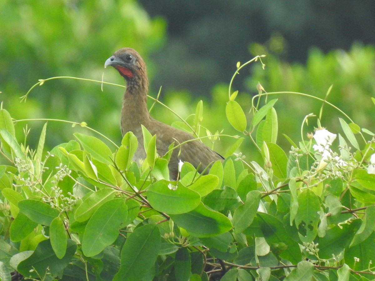 Chestnut-winged Chachalaca - Leandro Niebles Puello