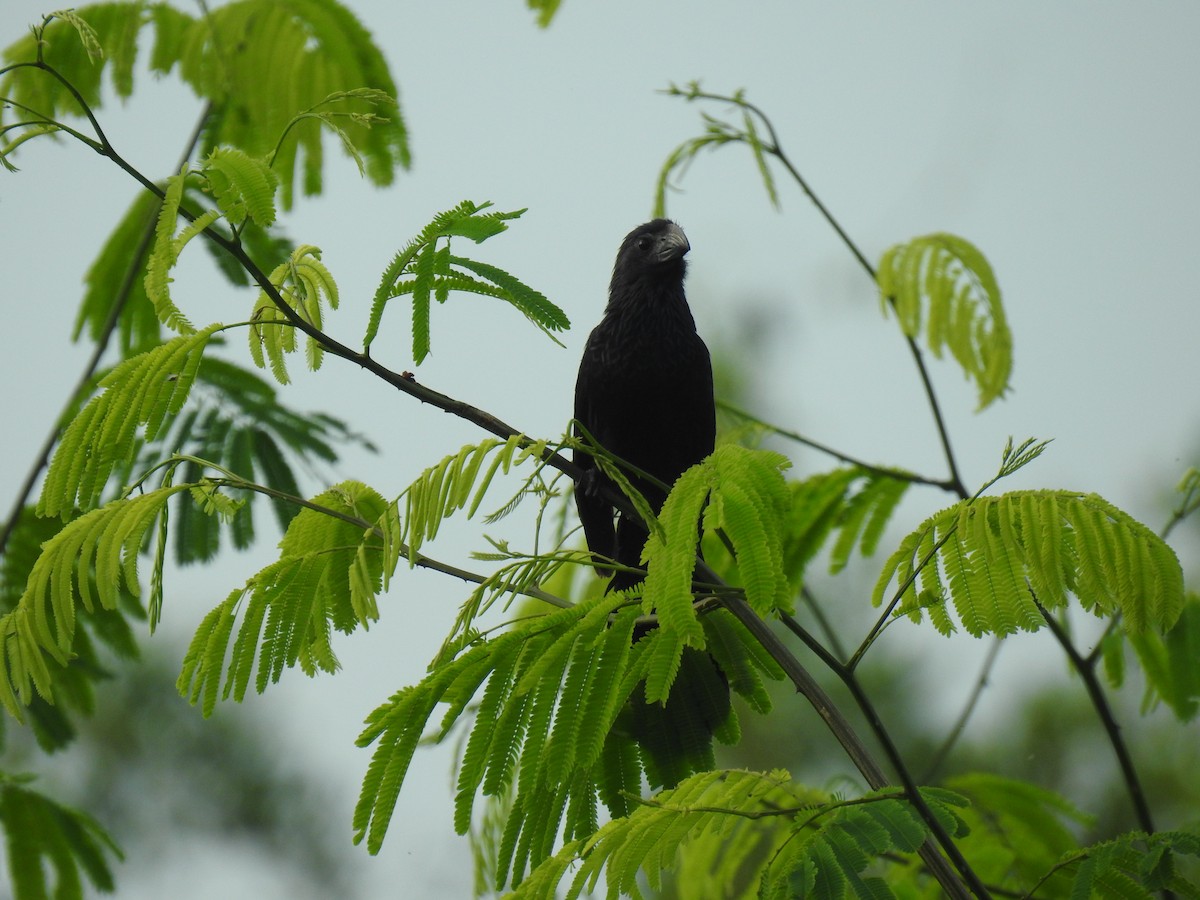 Smooth-billed Ani - ML466052381