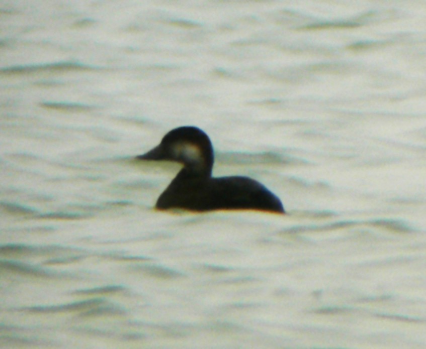 Black Scoter - ML46605381