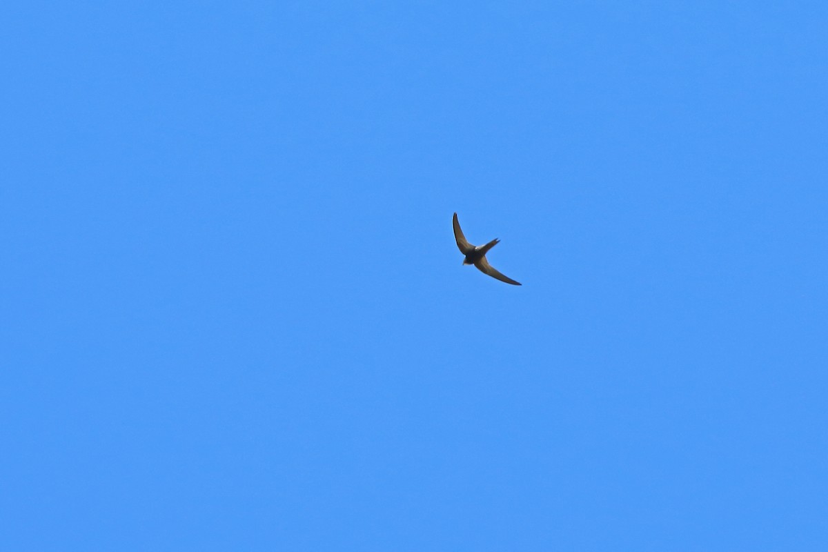 Malagasy Swift - ML46605451