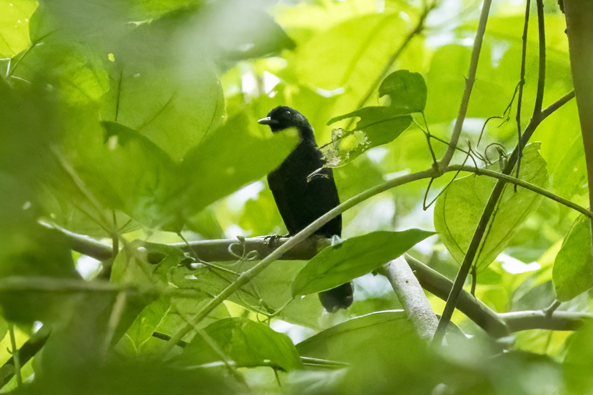 Tapajos Fire-eye - Paul Beerman